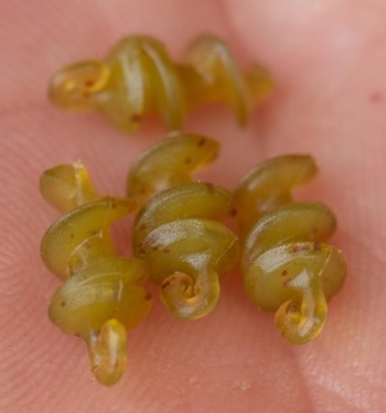 Korum Fishing Smokescreen Meat Screws