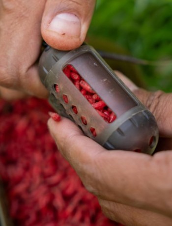 Korum Fishing Window Maggot Feeder Large 60gr.