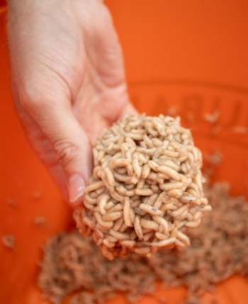 Sonubaits Maggot Glue