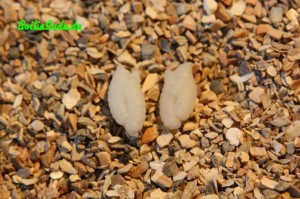Evolution Carp Tackle Doppelmade in Glow-In-The-Dark