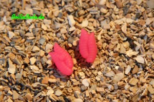 Evolution Carp Tackle Doppelmade in Pink