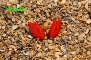 Evolution Carp Tackle Doppelmade in Rot