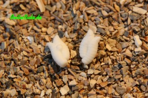 Evolution Carp Tackle Doppelmade in Weiss