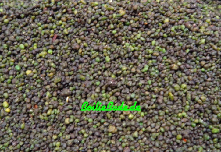 Quest Baits Microfeed Spicy Spirulina, 1kg