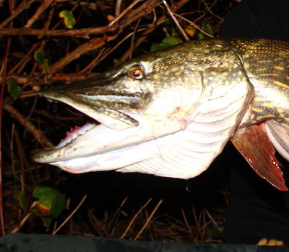 Raubfischruten